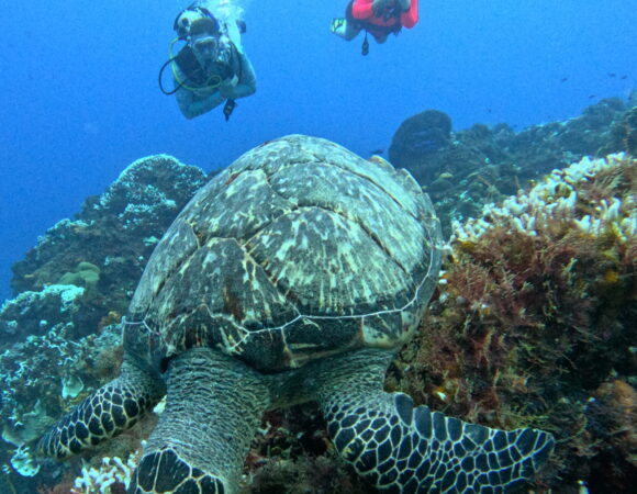 WALL AND REEF CERTIFIED TWO TANK DIVE BY BOAT